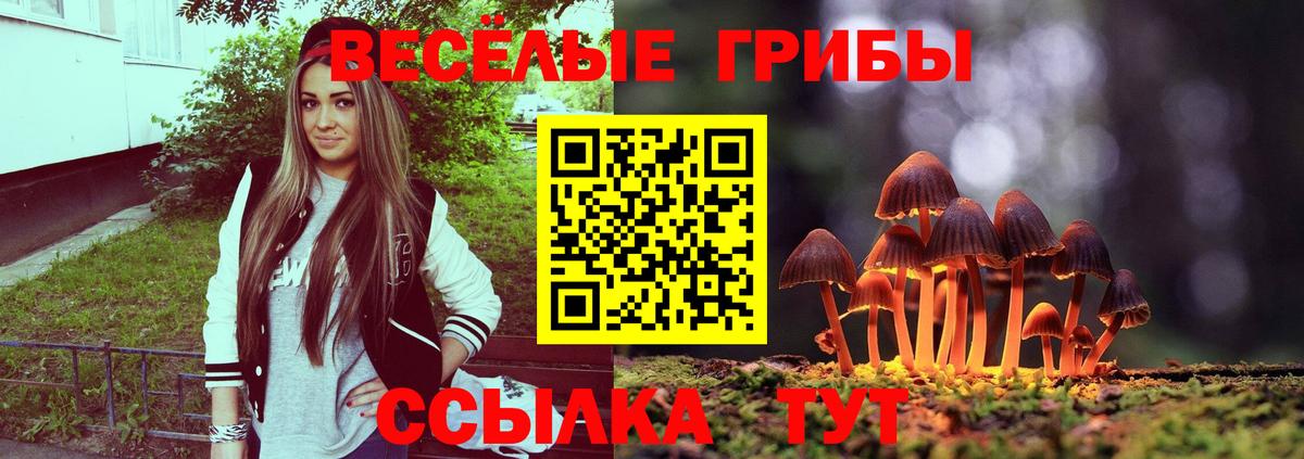 Псилоцибиновые грибы Psilocybe Елец